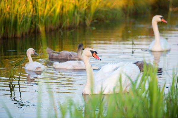 Camping omringt door natuur